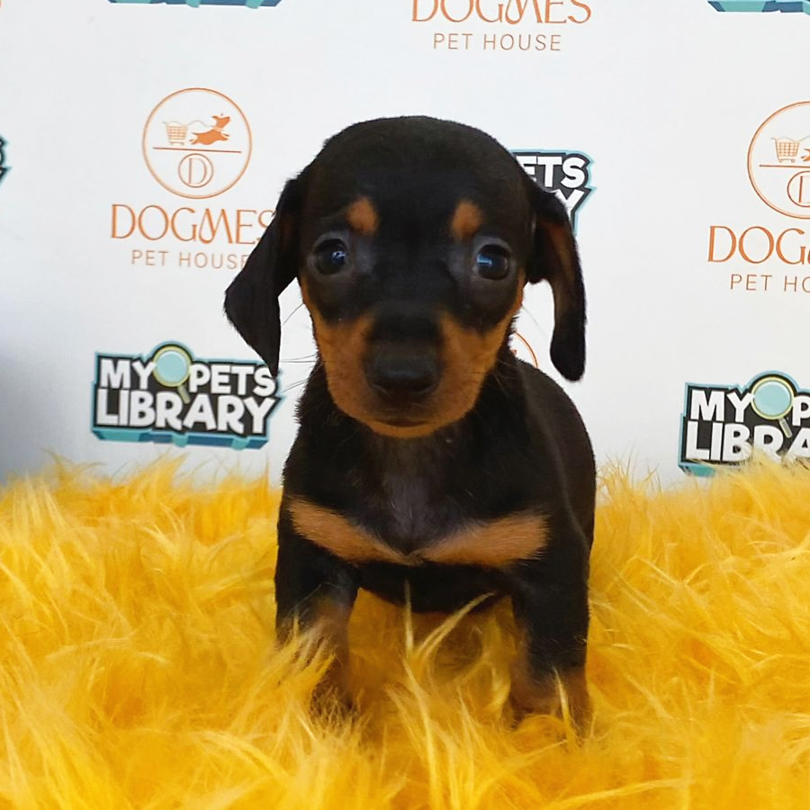 Miniature Dachshund Puppy (Female) For Sale