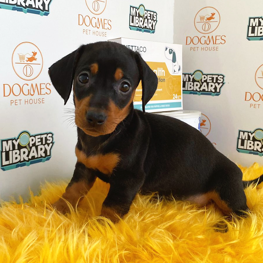 Miniature Dachshund Puppy (Female) For Sale