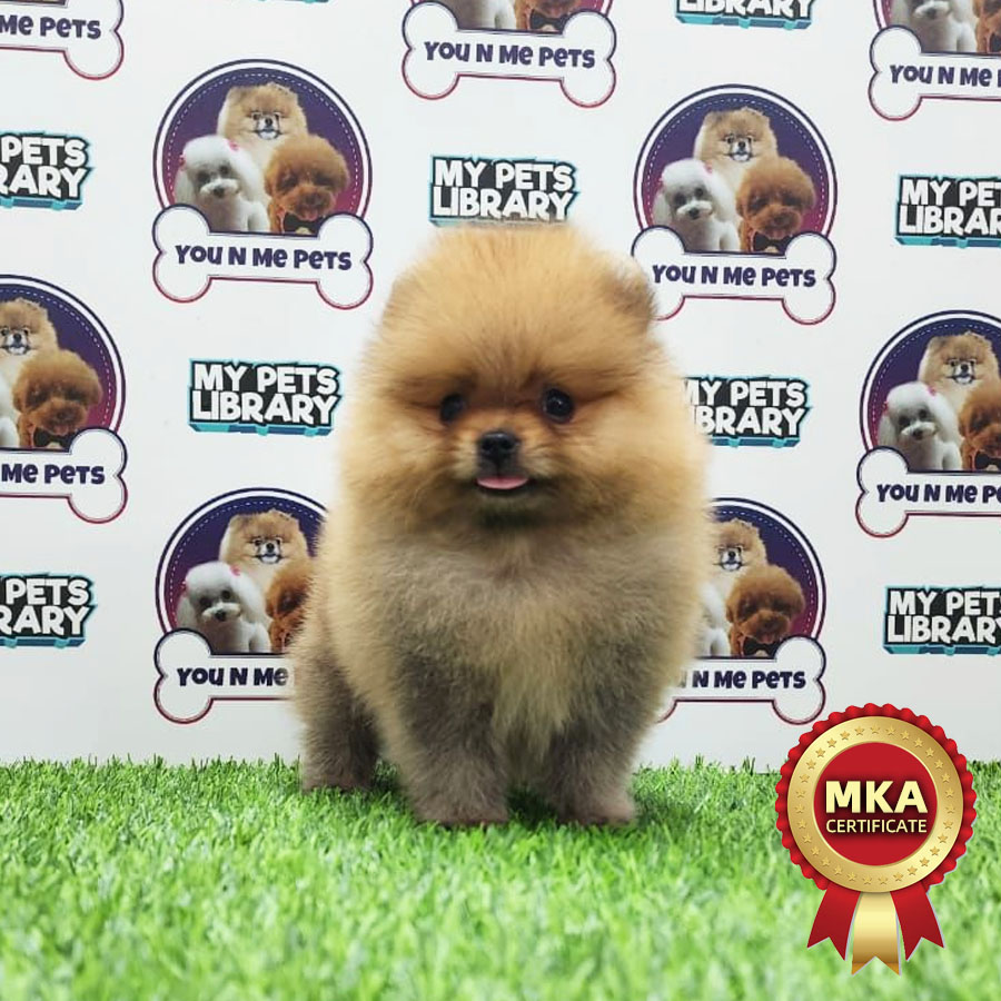 MKA Tiny Pomeranian Puppy (Male) For Sale