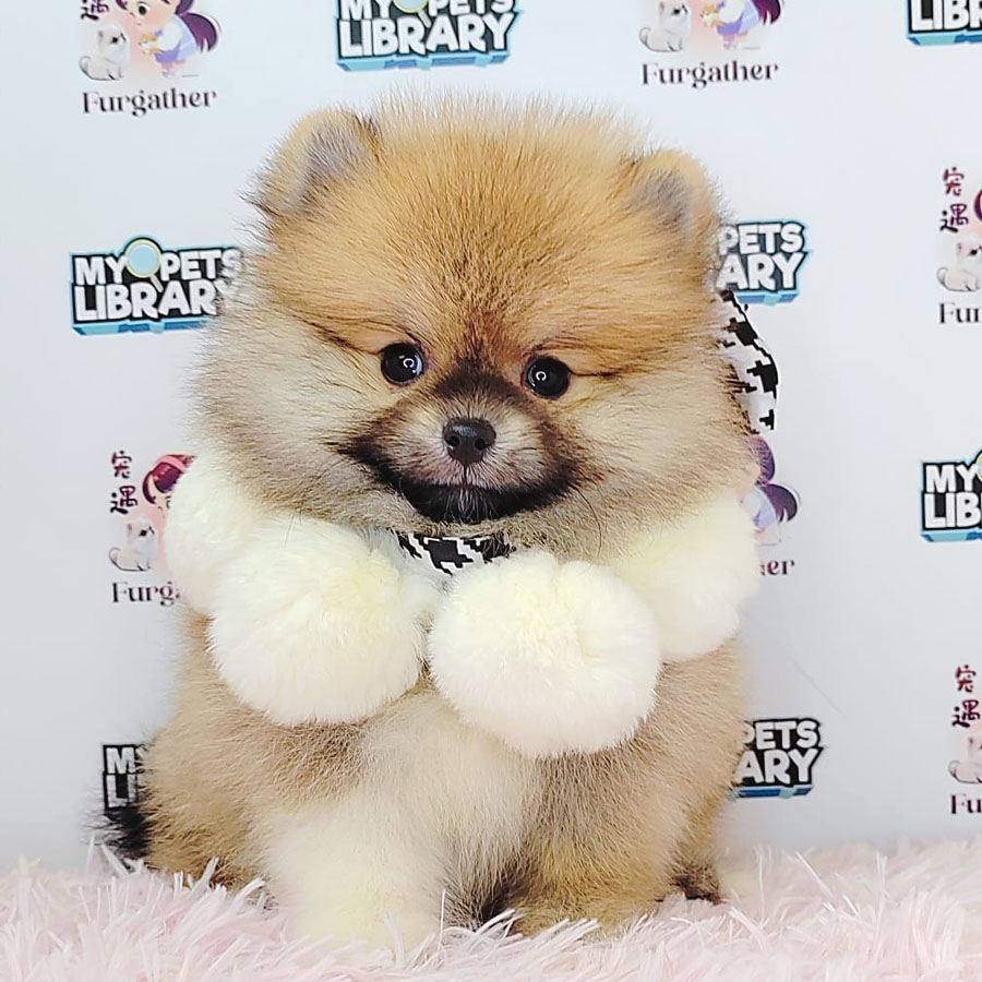 Pomeranian Puppy (Female) For Sale