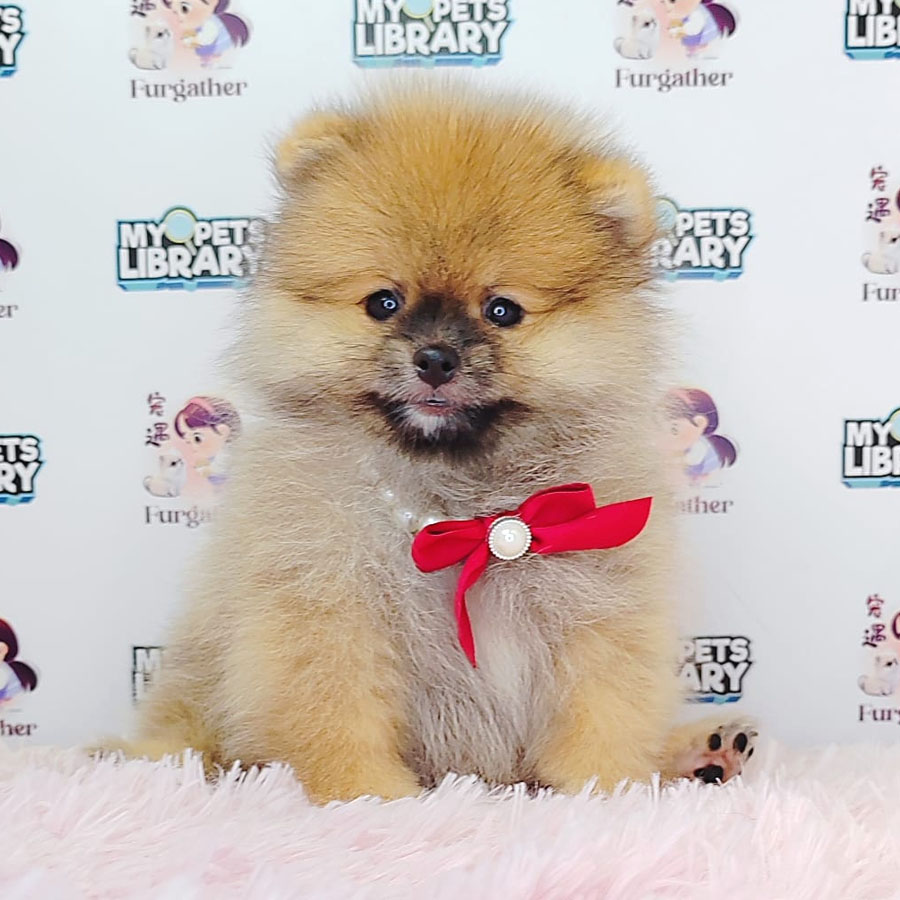 Pomeranian Puppy (Female) For Sale