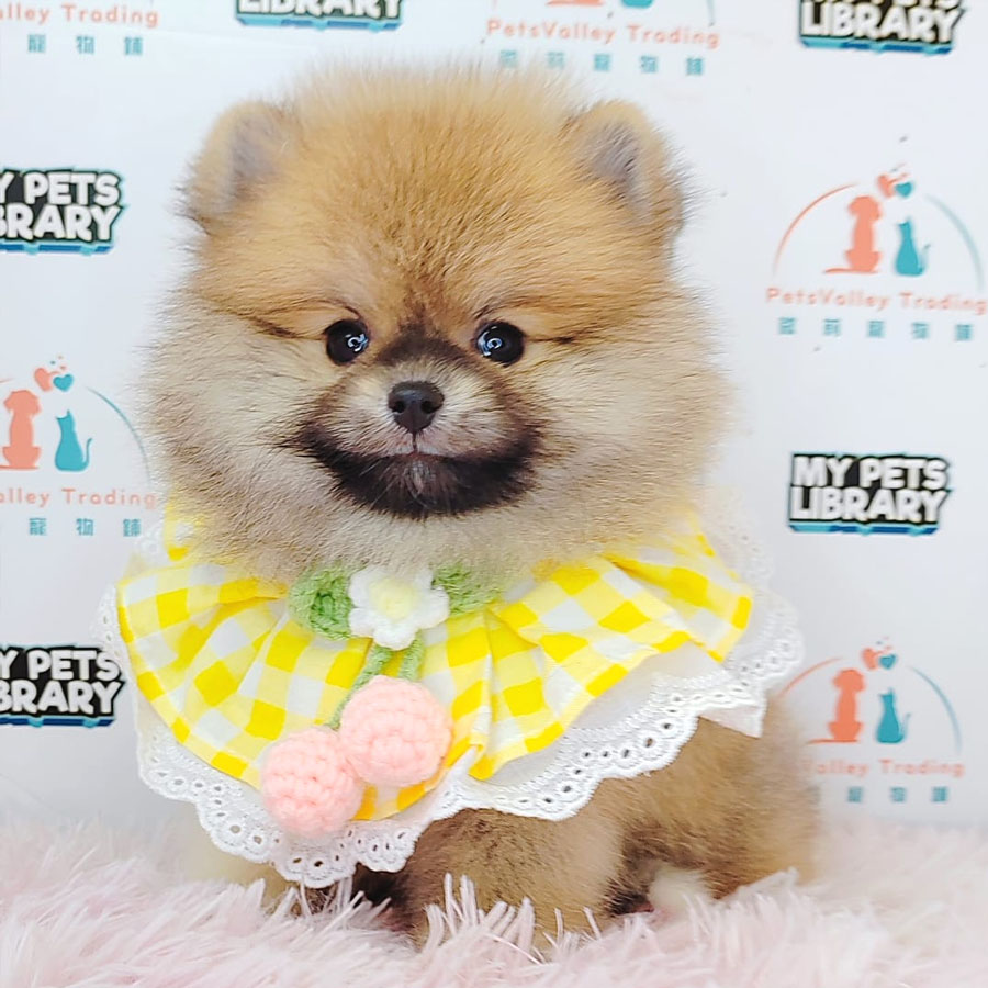 Pomeranian Puppy (Female) For Sale