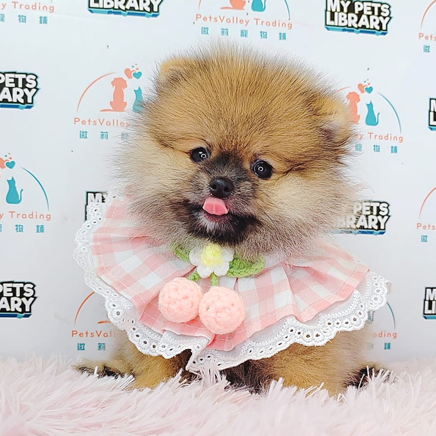 Pomeranian Puppy (Female) For Sale