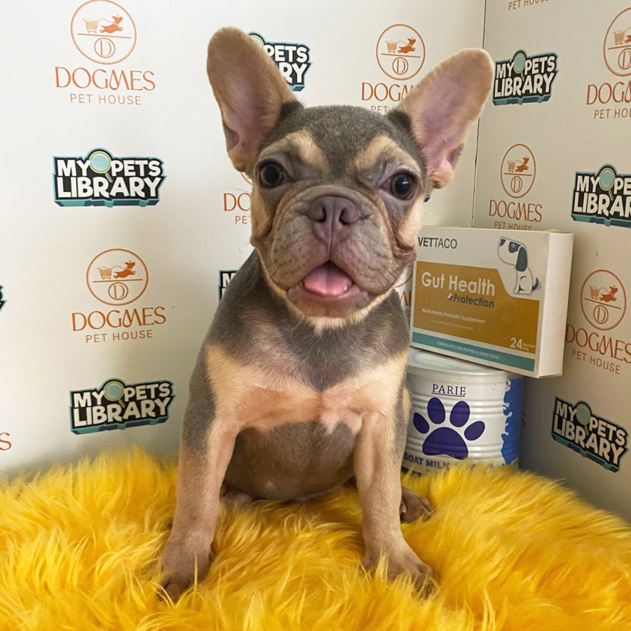 French Bulldog Puppy (Male) For Sale