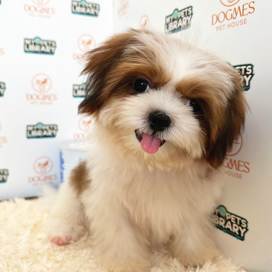 Shih Tzu Puppy (Male) For Sale
