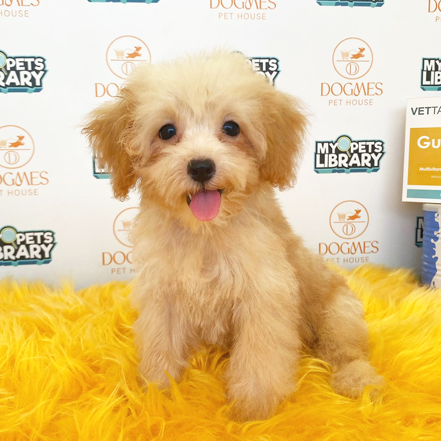 Toy Poodle Puppy (Female) For Sale