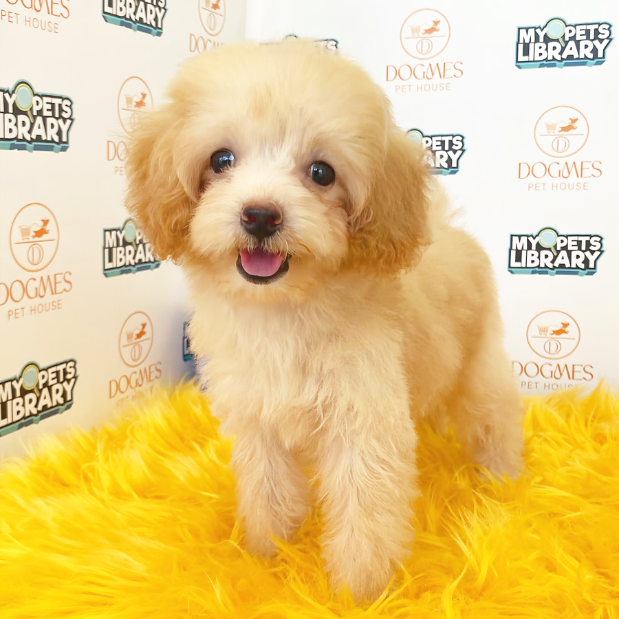 Toy Poodle Puppy (Female) For Sale