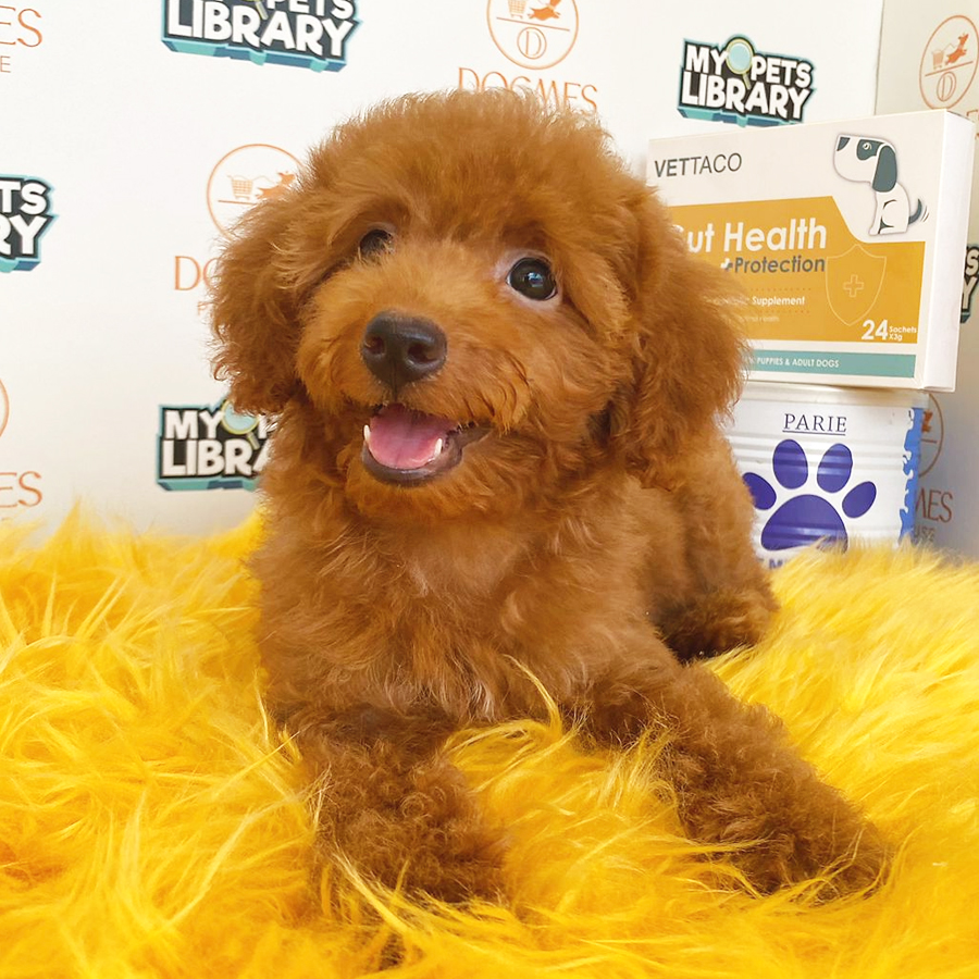 Toy Poodle Puppy (Female) For Sale