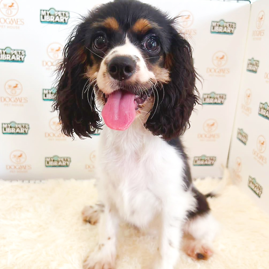 Cavalier King Charles Spaniel Puppy (Female) For Sale