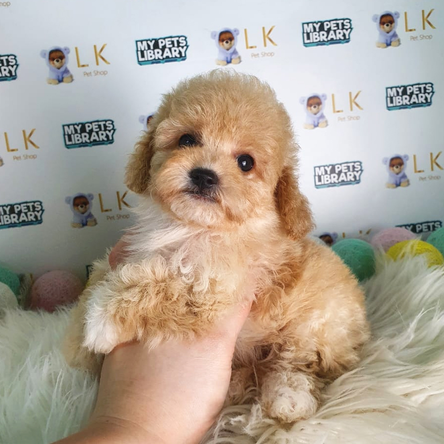 Toy Poodle Puppy (Female) For Sale