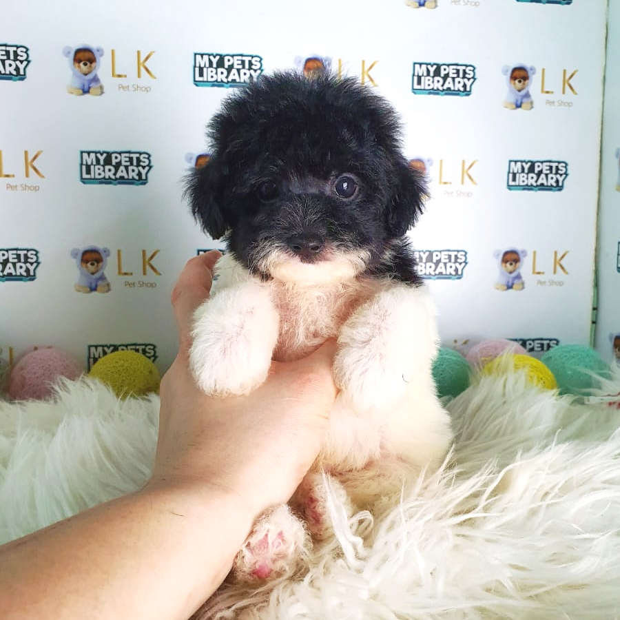 Maltipoo Puppy (Male) For Sale