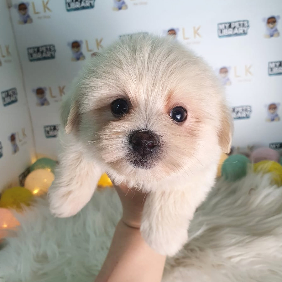 Maltipoo Puppy (Male) For Sale
