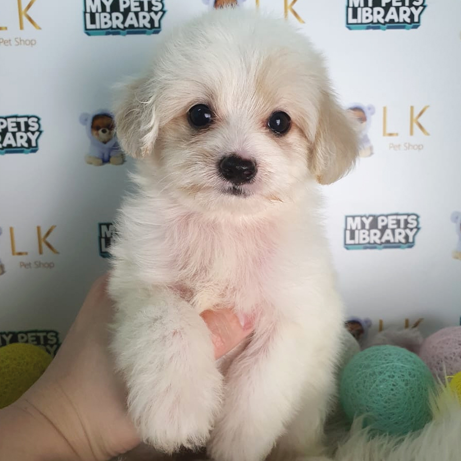 Maltipoo Puppy (Male) For Sale