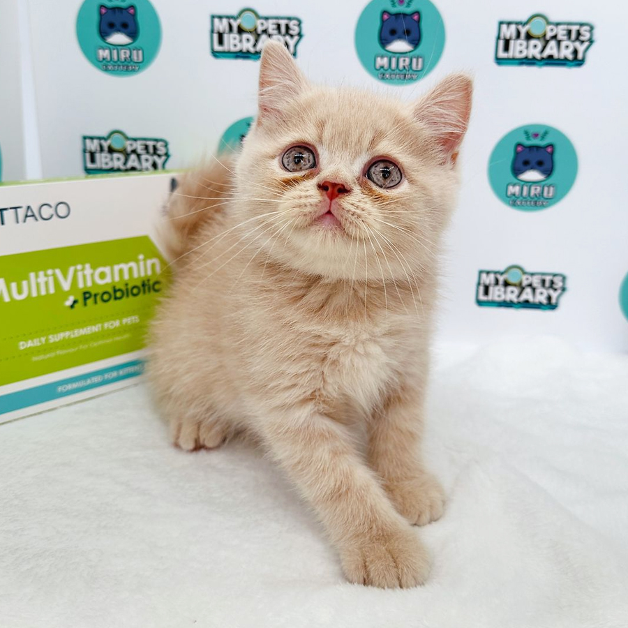 British Shorthair Kitten (Male) For Sale