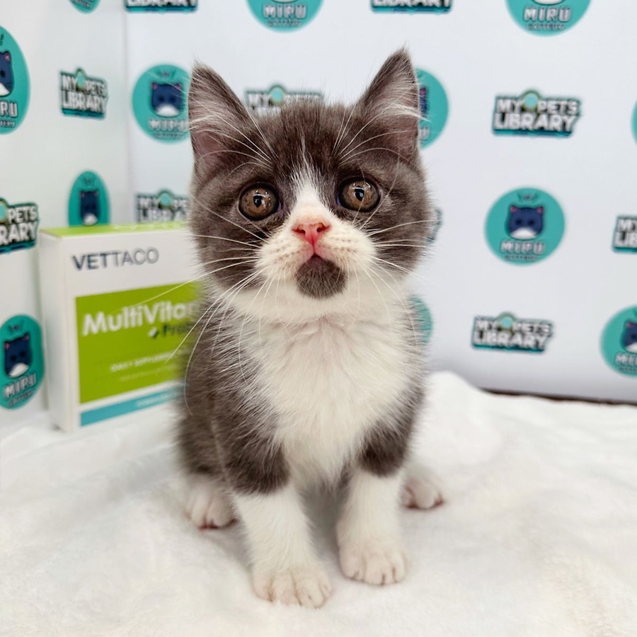 British Shorthair Kitten (Male) For Sale