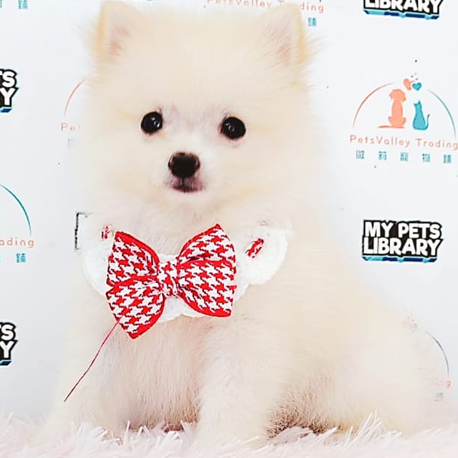 Tiny Pomeranian Puppy (Female) For Sale