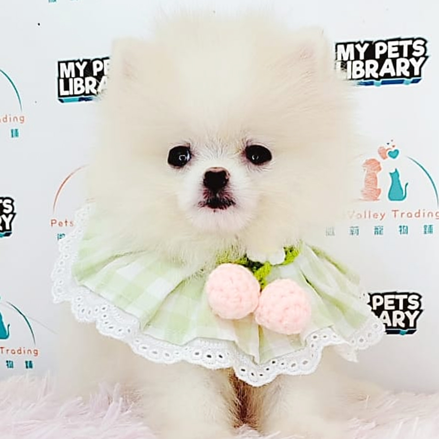 Pomeranian Puppy (Female) For Sale