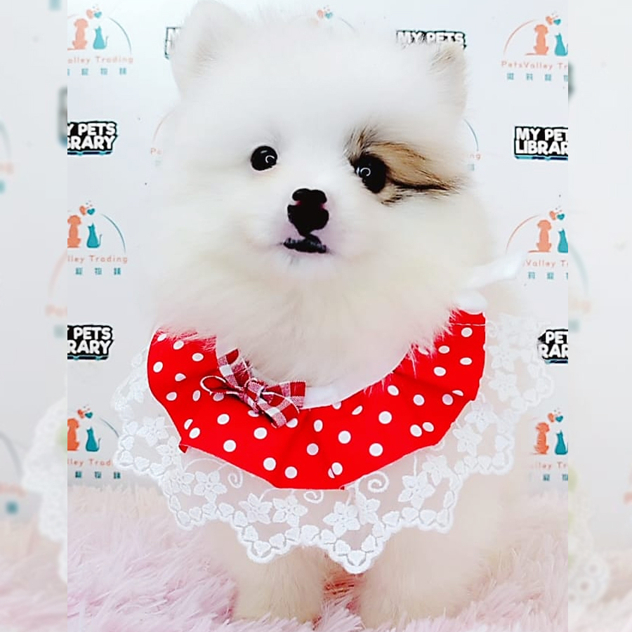 Pomeranian Puppy (Male) For Sale