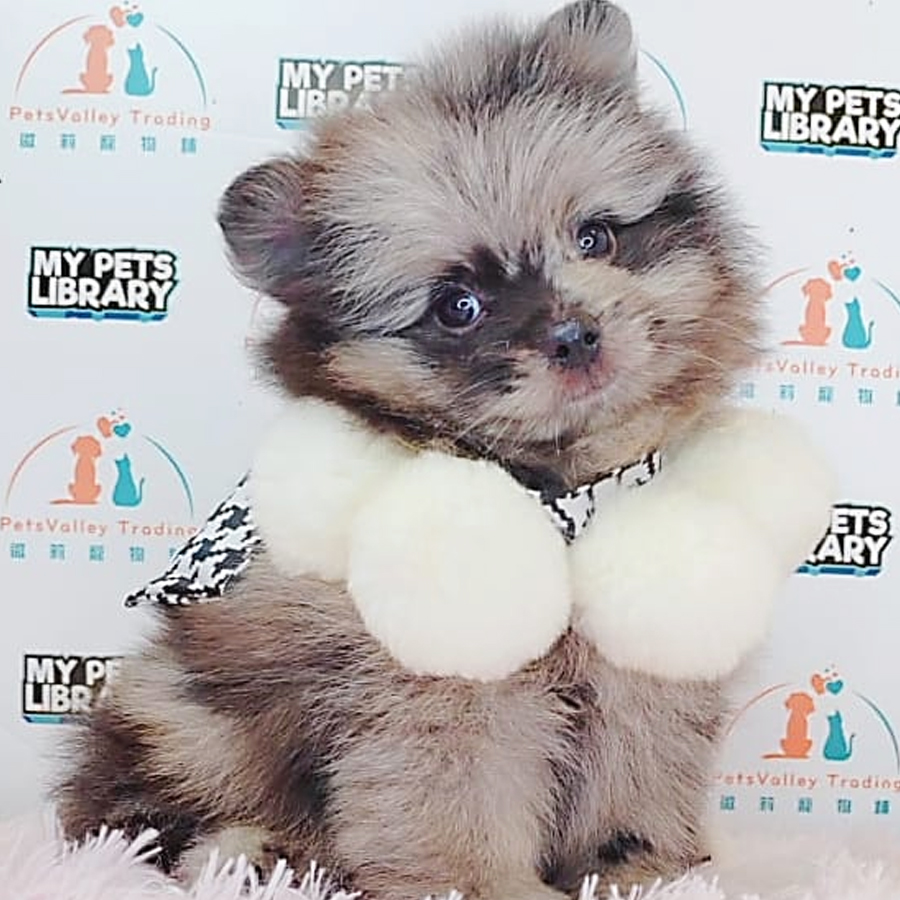 Pomeranian Puppy (Male) For Sale