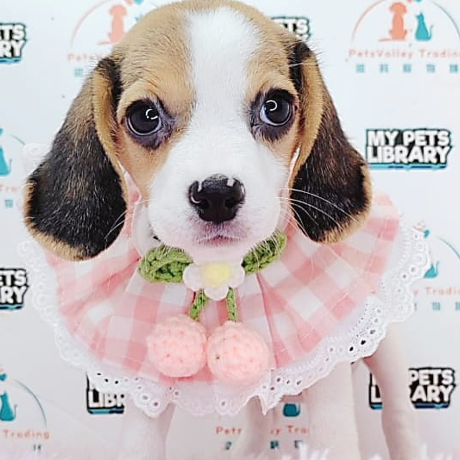 Beagle Puppy (Female) For Sale