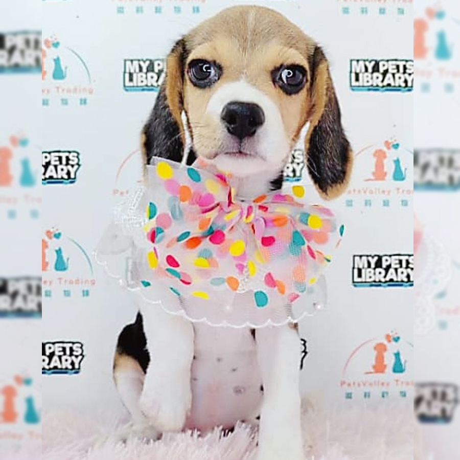 Beagle Puppy (Male) For Sale