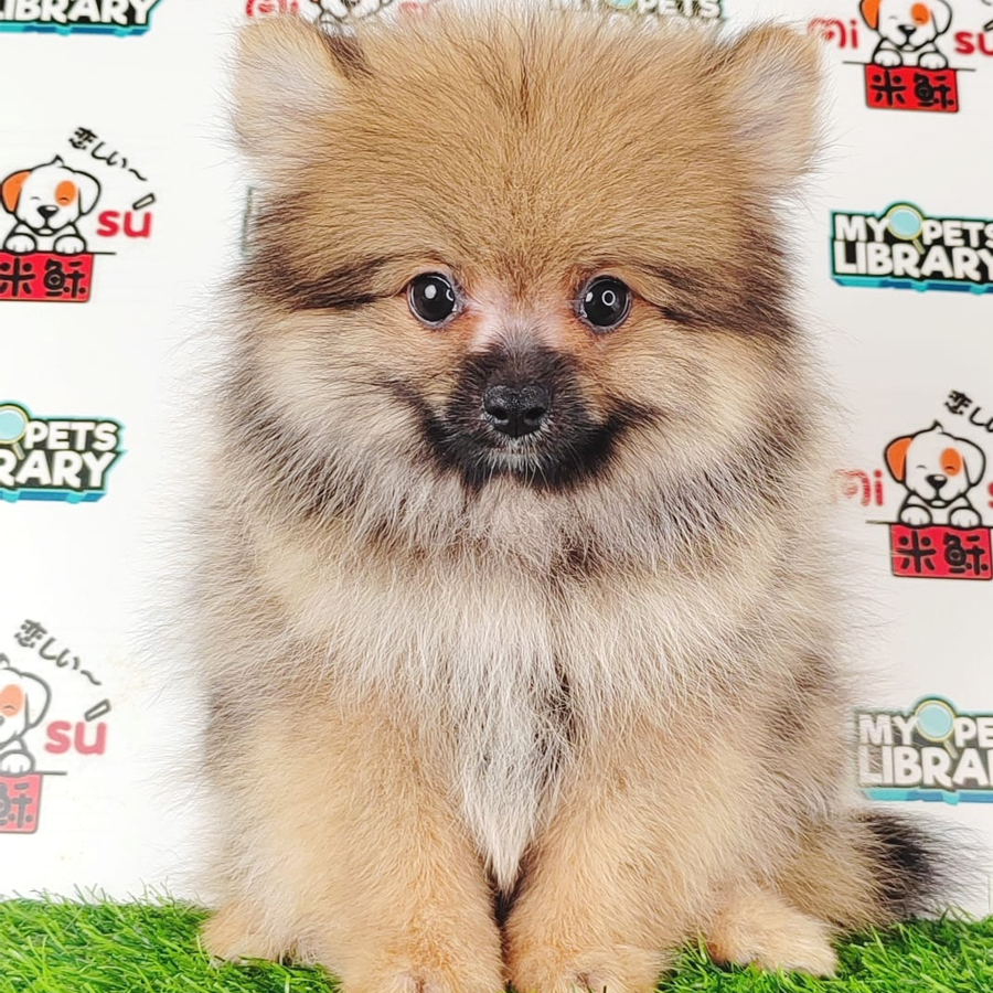 Pomeranian Puppy (Male) For Sale