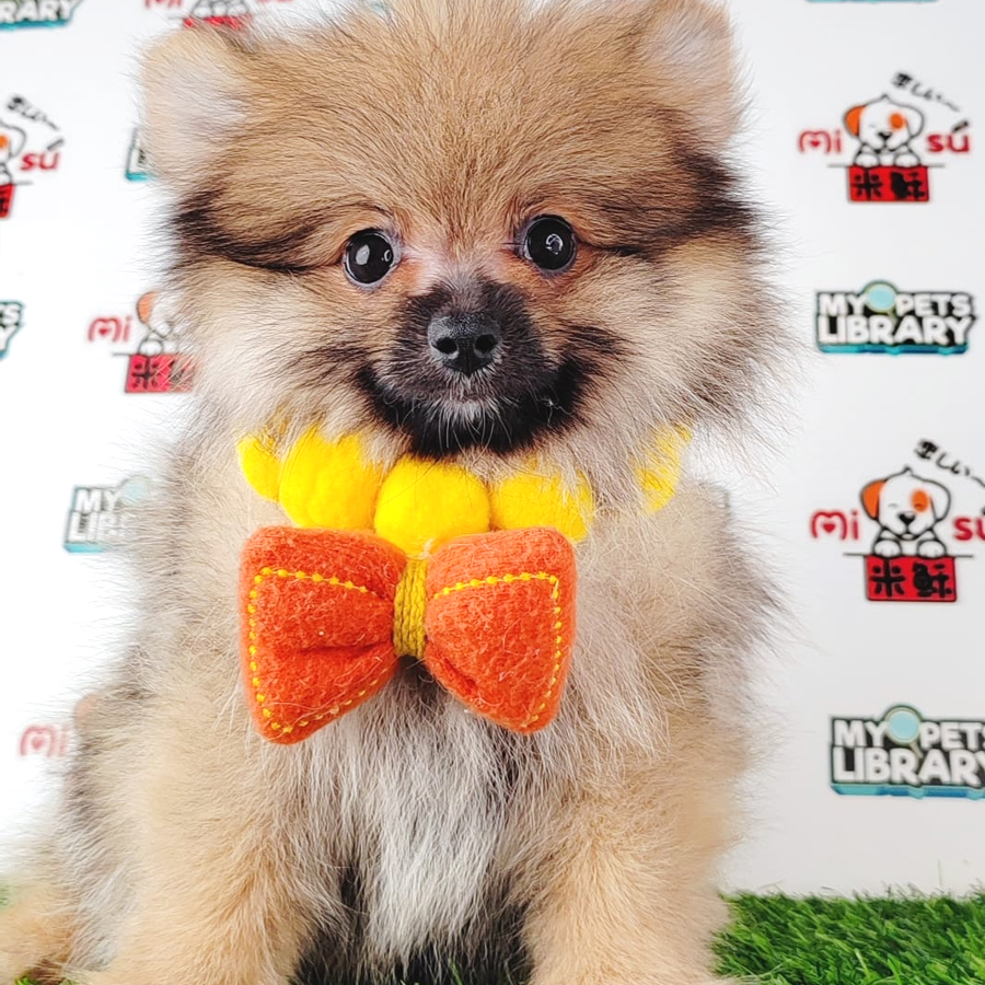 Pomeranian Puppy (Female) For Sale