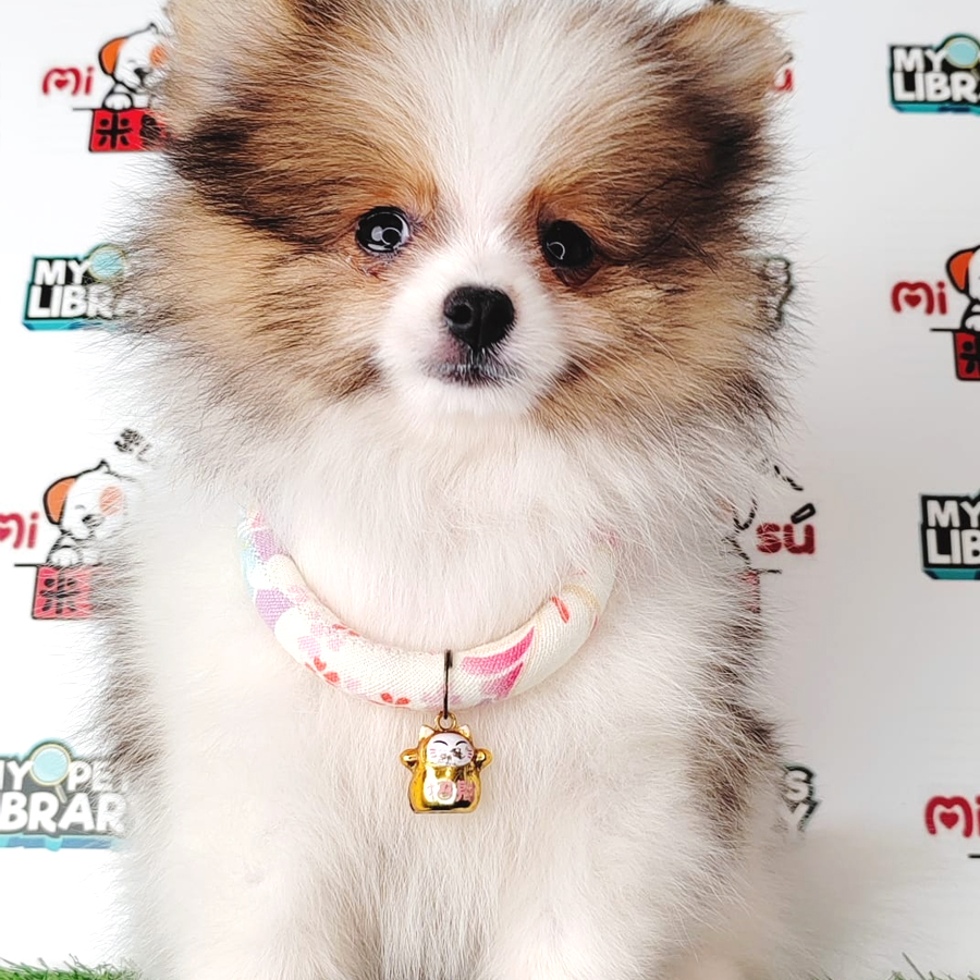 Pomeranian Puppy (Female) For Sale