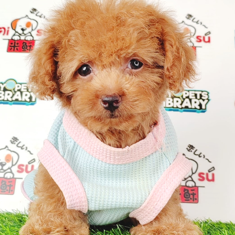 Tiny Poodle Puppy (Male) For Sale