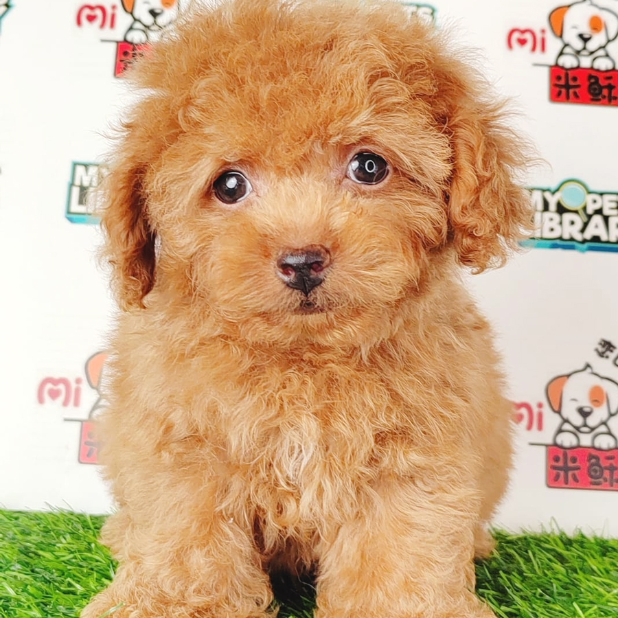 Tiny Poodle Puppy (Male) For Sale