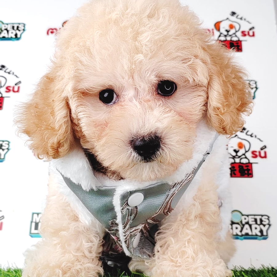 Tiny Poodle Puppy (Male) For Sale