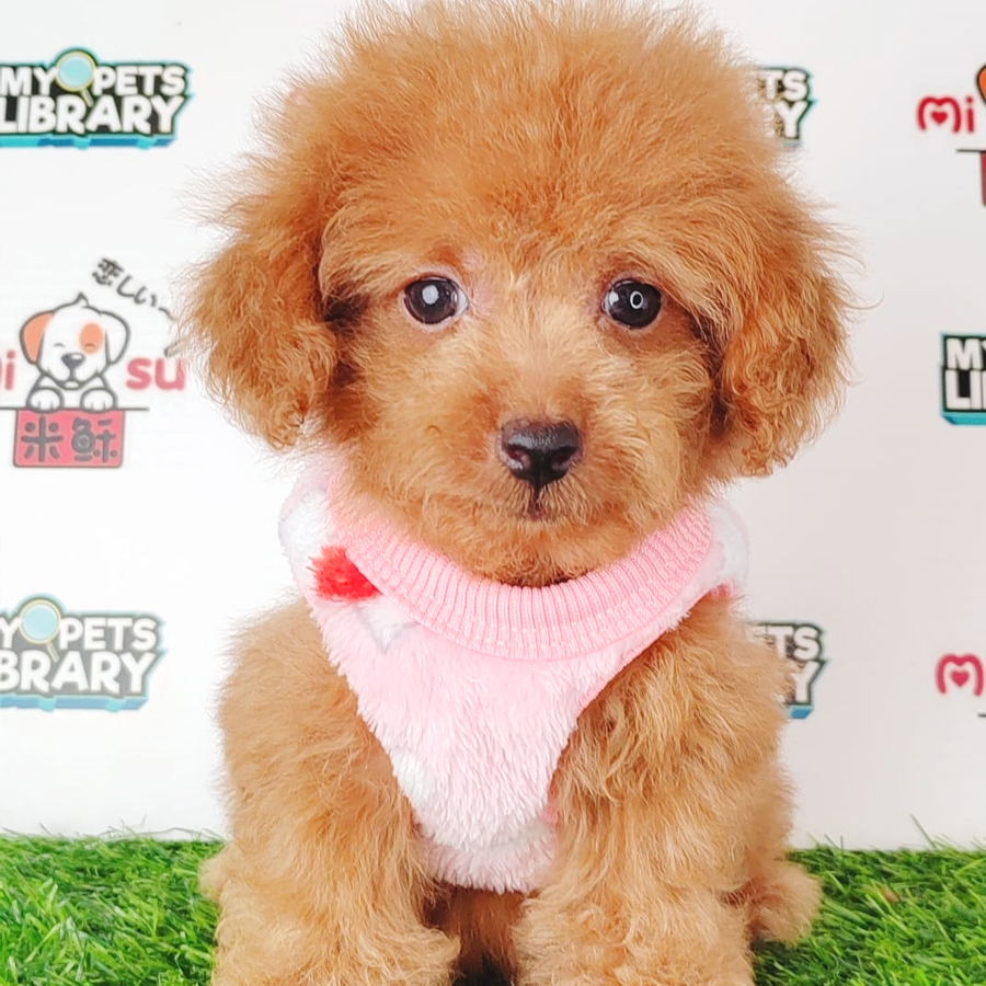 Tiny Poodle Puppy (Male) For Sale