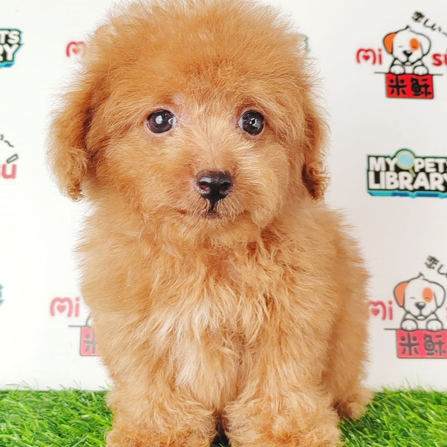 Tiny Poodle Puppy (Male) For Sale