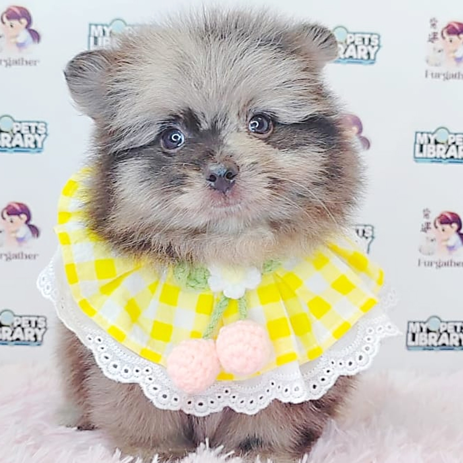 Pomeranian Puppy (Male) For Sale