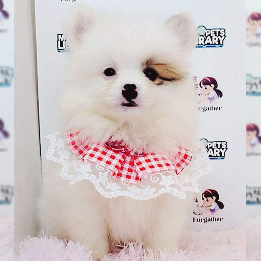 Pomeranian Puppy (Male) For Sale
