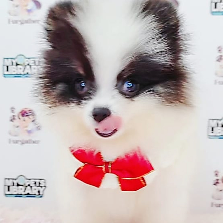 Pomeranian Puppy (Female) For Sale