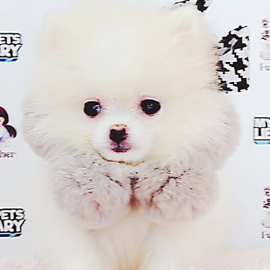 Pomeranian Puppy (Female) For Sale