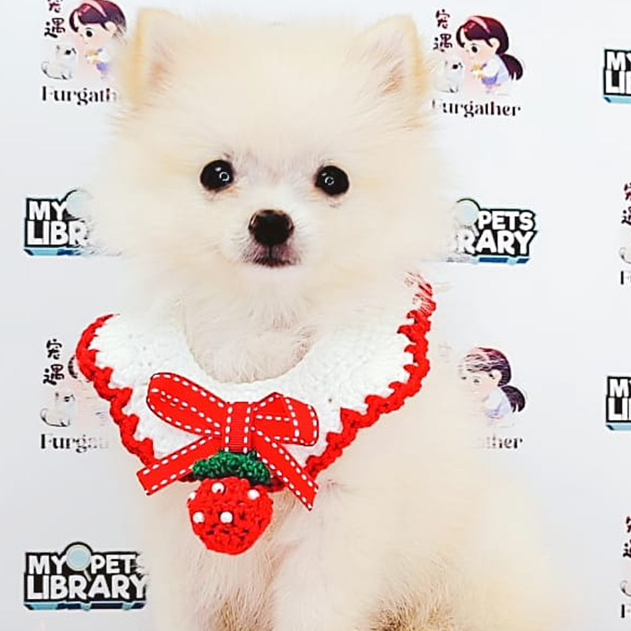 Pomeranian Puppy (Female) For Sale
