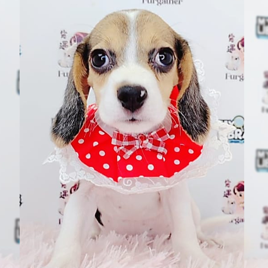 Beagle Puppy (Female) For Sale