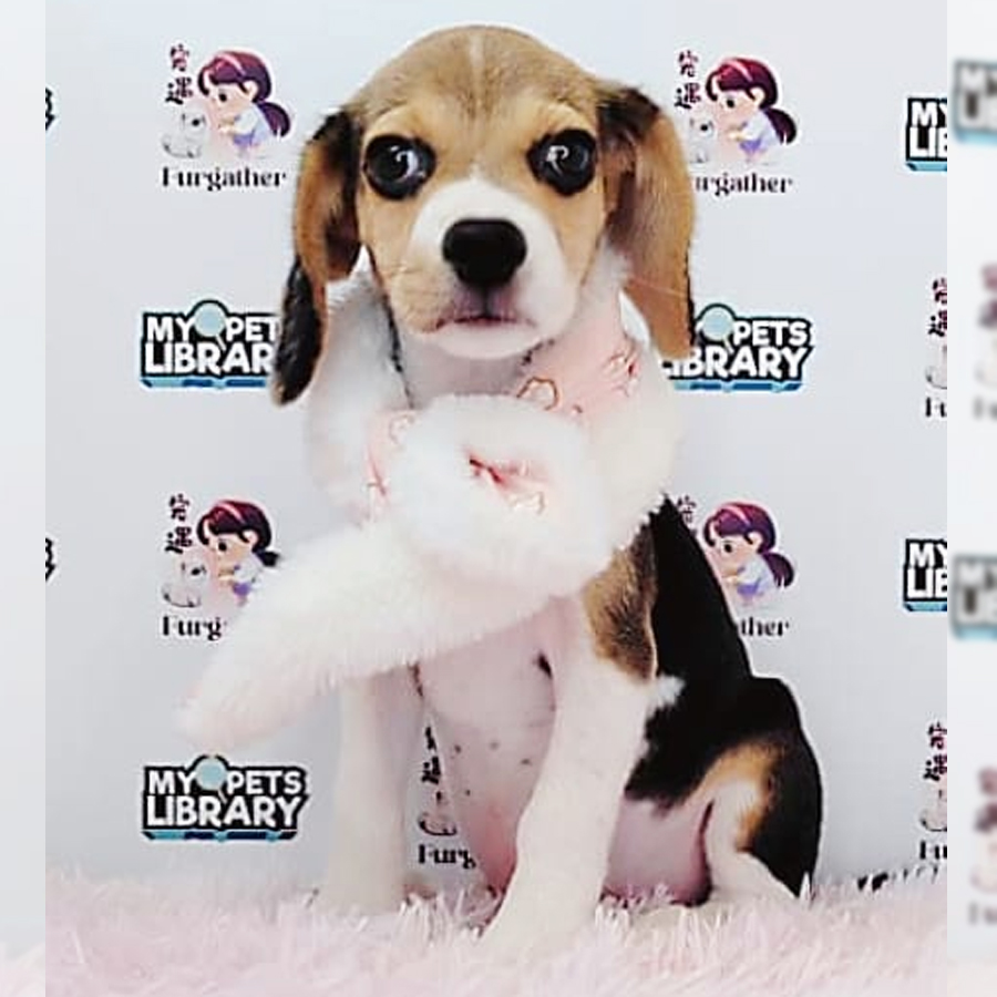 Beagle Puppy (Male) For Sale