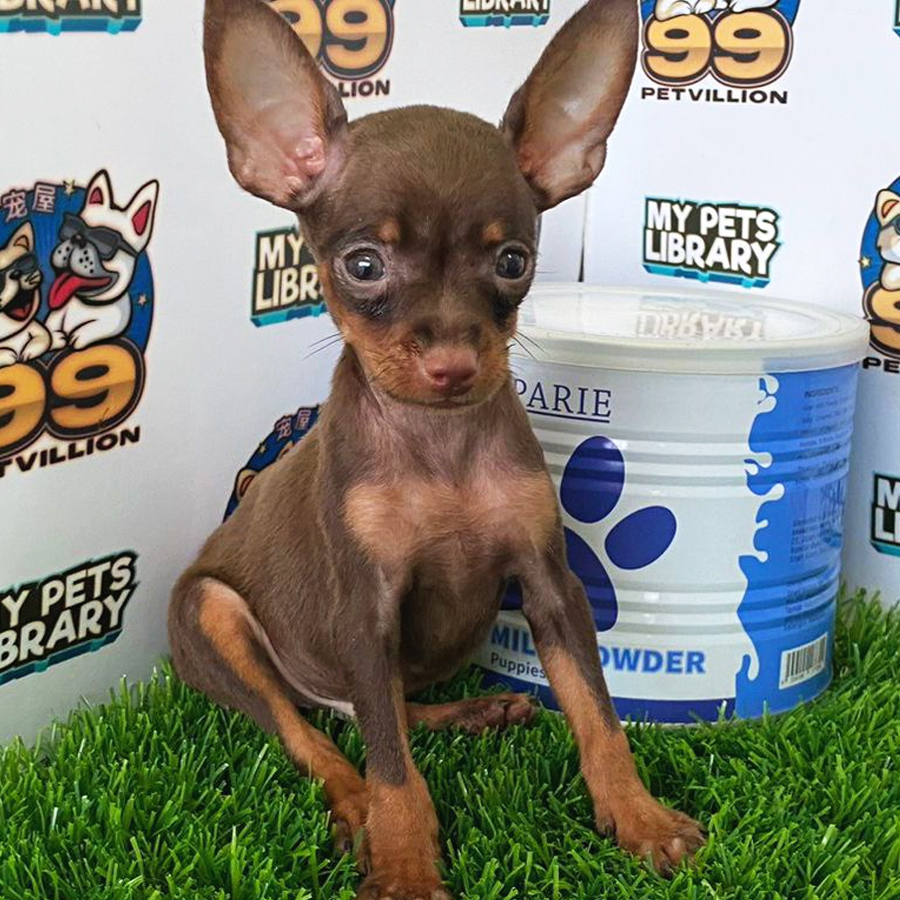 Pinscher Puppy (Male) For Sale