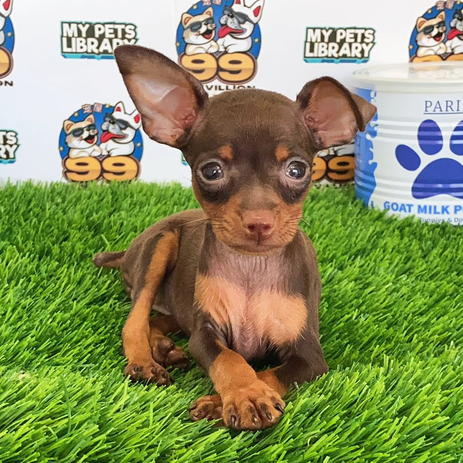 Pinscher Puppy (Female) For Sale