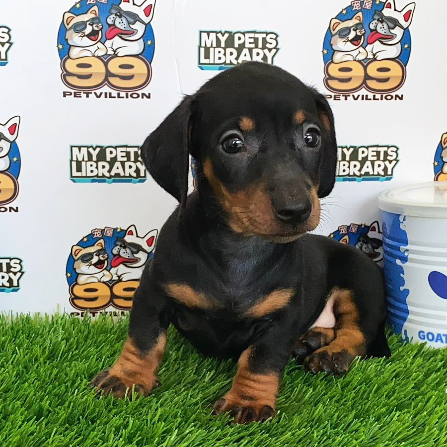 MIniature Dachshund Puppy (Female) For Sale
