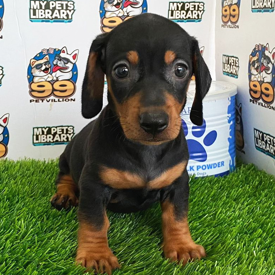 MIniature Dachshund Puppy (Female) For Sale
