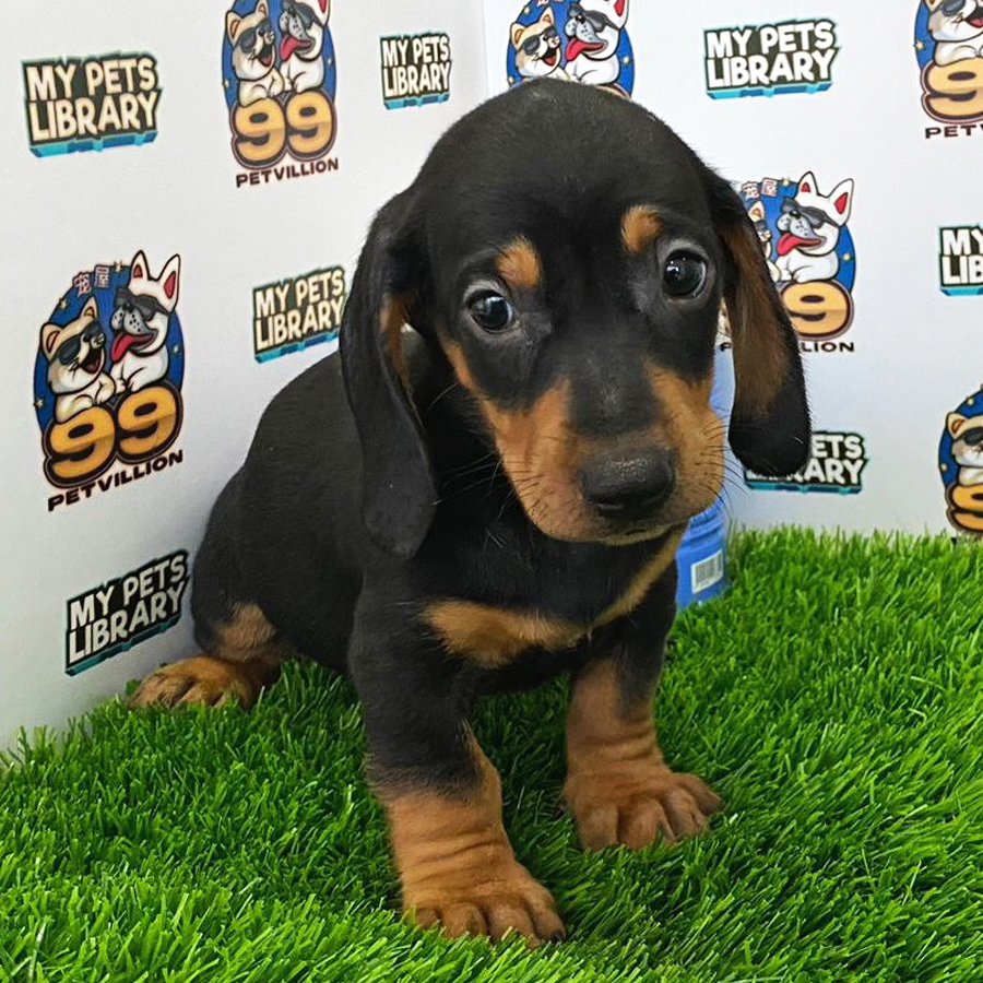 MIniature Dachshund Puppy (Male) For Sale