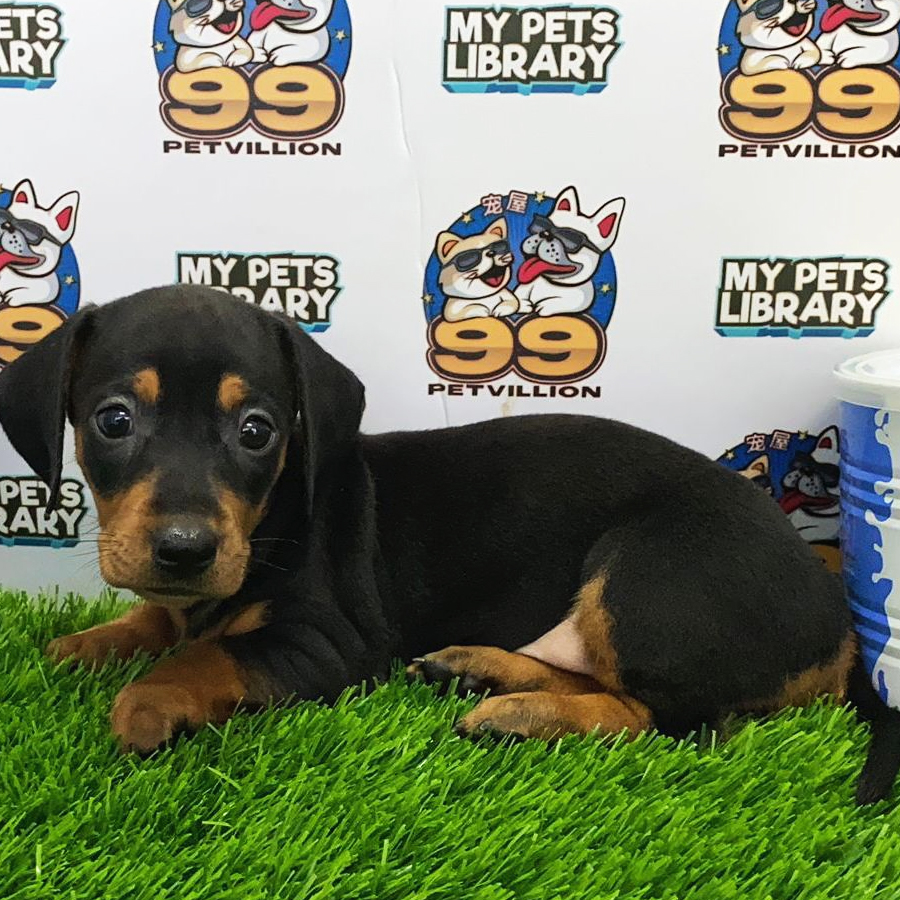 MIniature Dachshund Puppy (Female) For Sale
