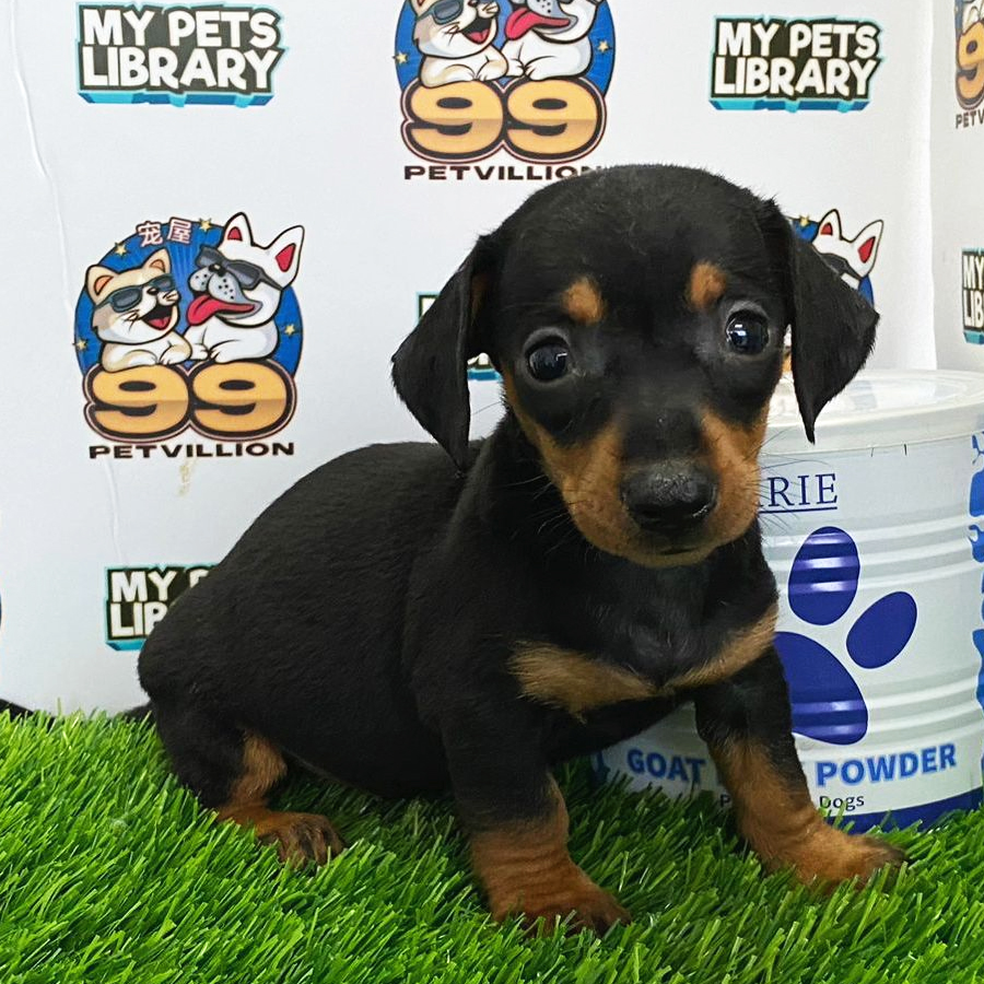MIniature Dachshund Puppy (Female) For Sale
