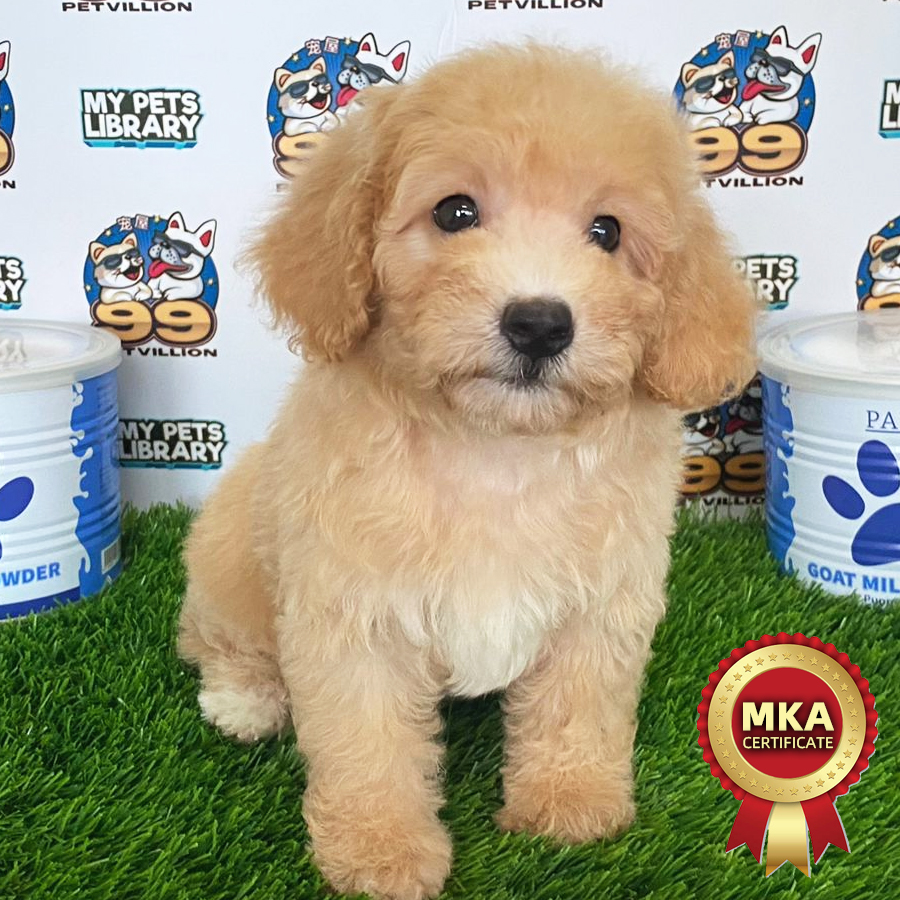 MKA Toy Poodle Puppy (Female) For Sale
