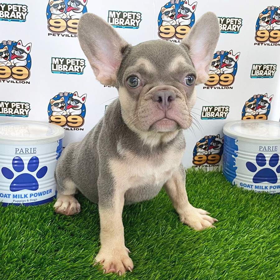French Bulldog Puppy (Female) For Sale