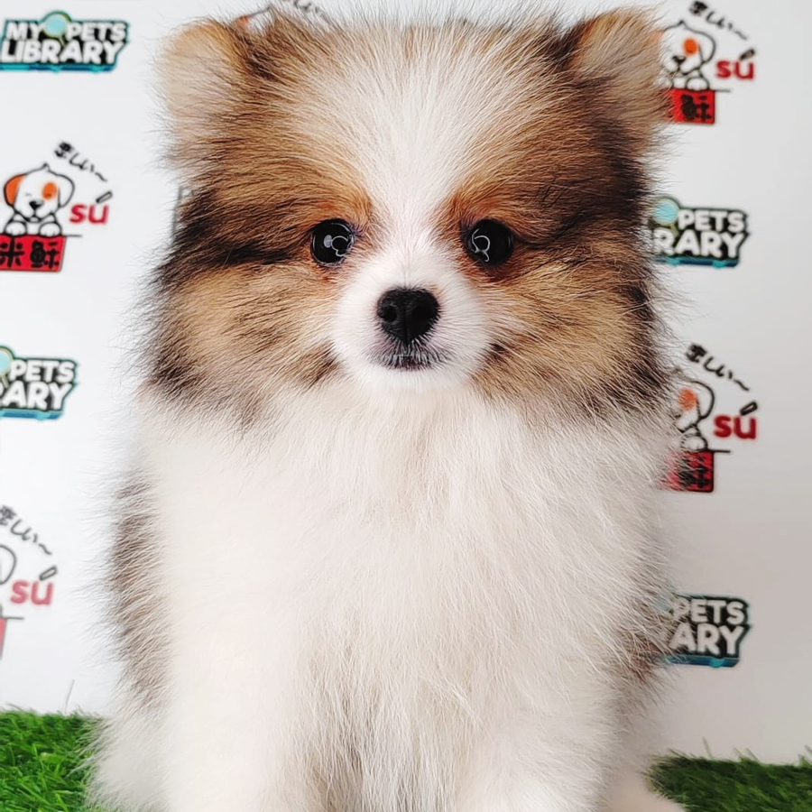 Pomeranian Puppy (Female) For Sale